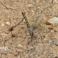 Banded Groundling female (Brachythemis leucostica), May 2011, Algarve, Alan Prowse